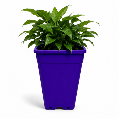 Macetero Plástico Rectangular Indoor 14 cm