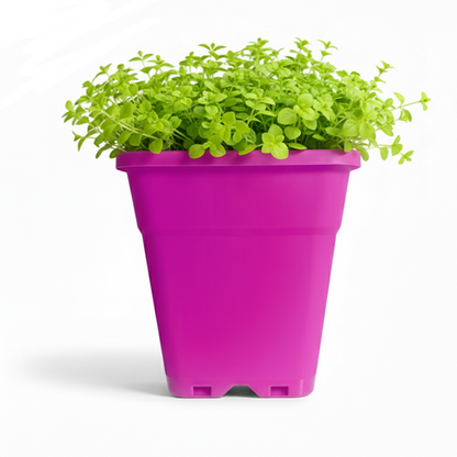 Macetero Plástico Rectangular Indoor 14 cm